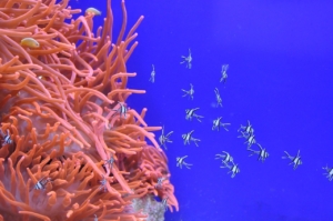 Living coral, el color del interiorismo actual